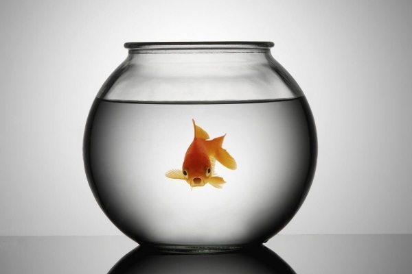 Меню инвестора 2017 - рыбные дни